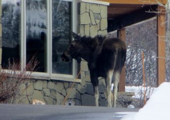 Moose looking in window at a home in Steamboat Springs, Colorado