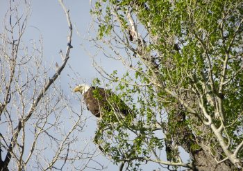 A bald eagle watches from high above