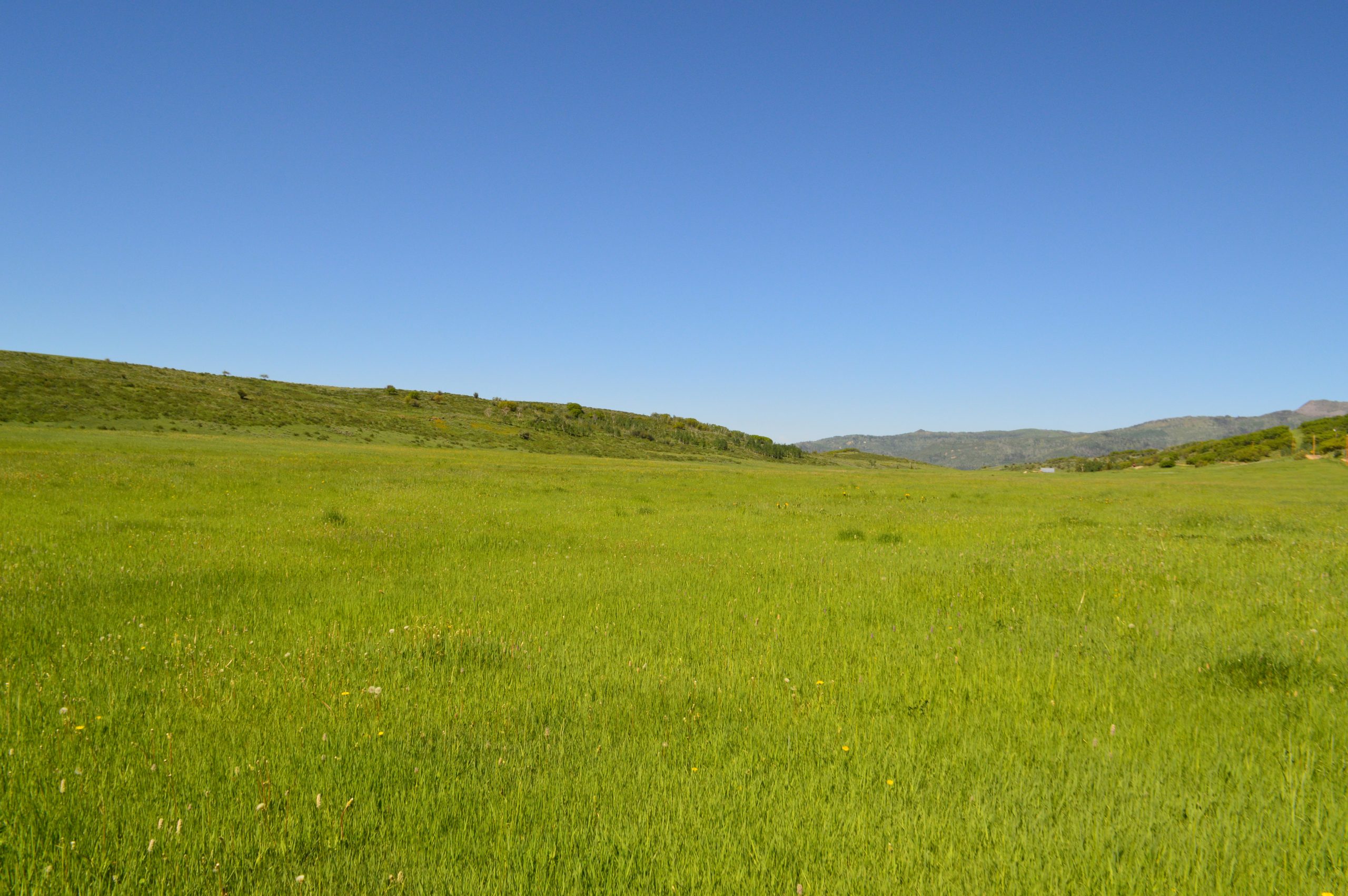 Long Gulch Meadows
