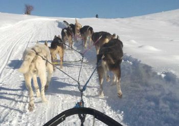 Happy dogs pull a sled along a winter trail west of Steamboat Springs