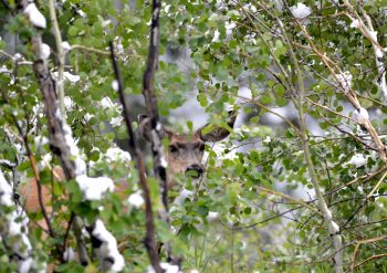 Mule deer hiding in the bushes