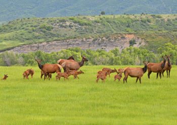 Herd of elk cows and calves