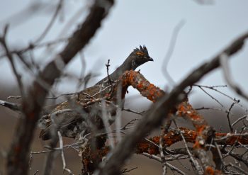 Grouse hiding in a tree