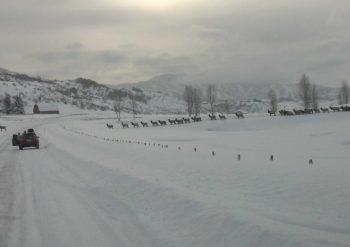 Elk crossing the road in the snow