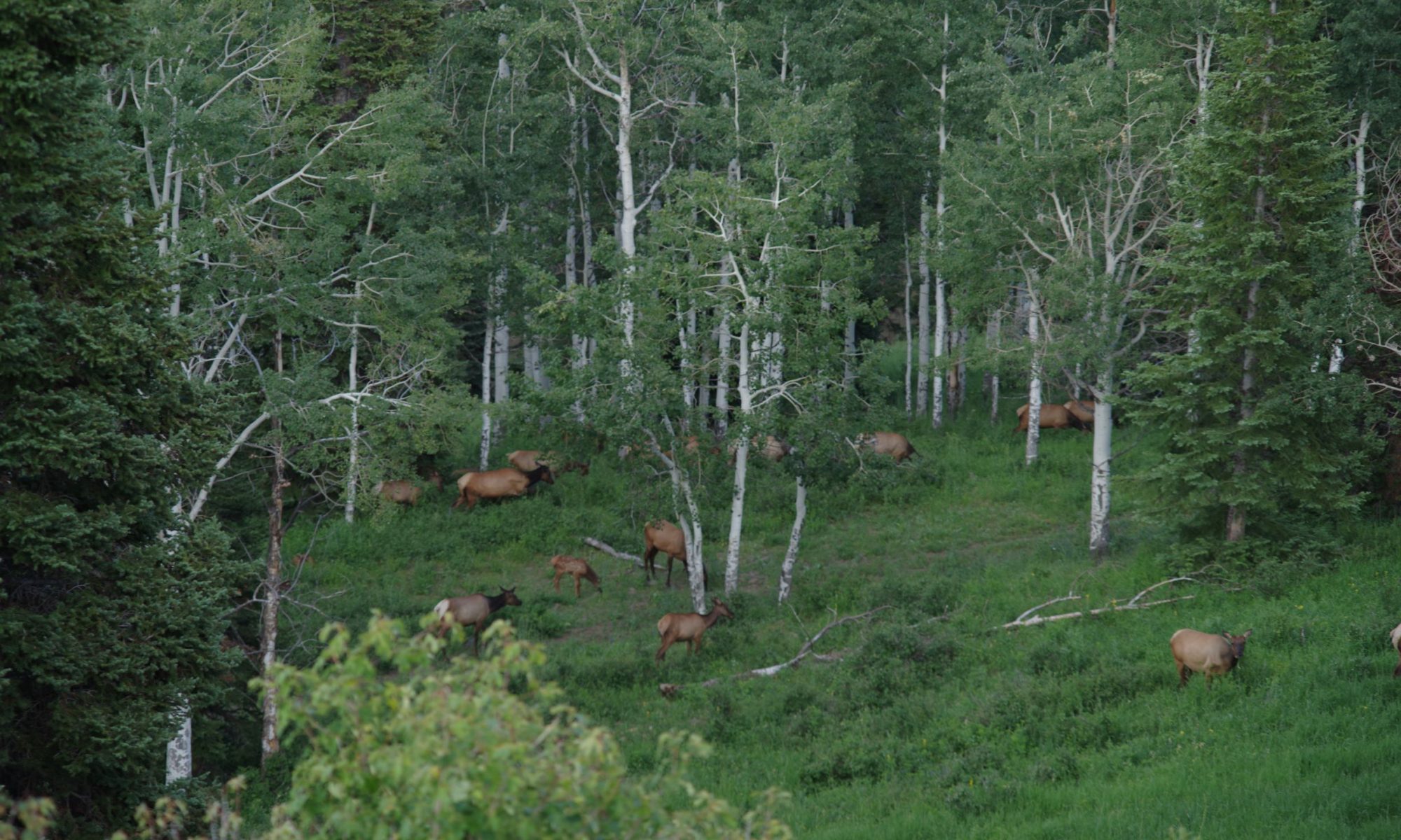 LJ Ranch elk herd in trees