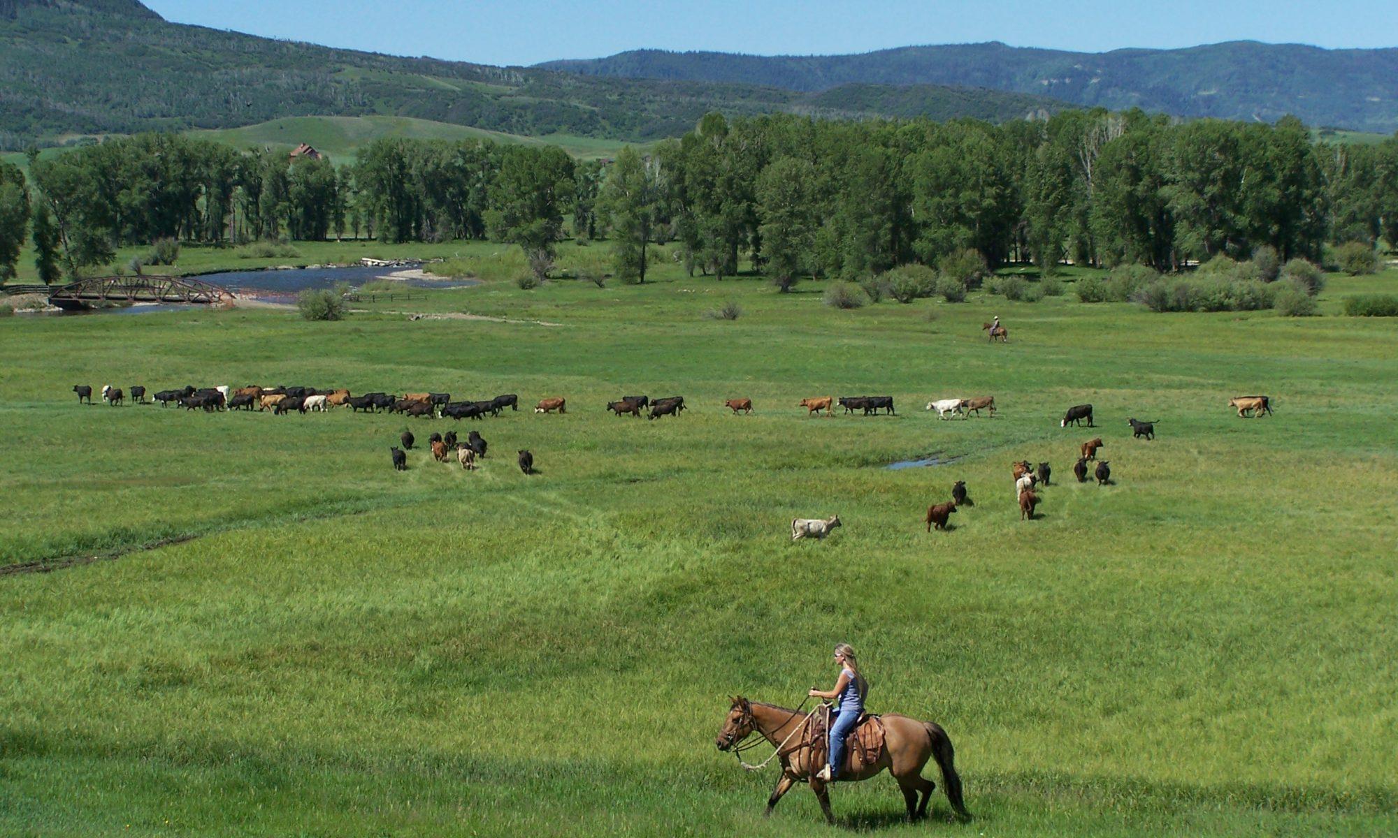 Christy Belton on horseback with her cows