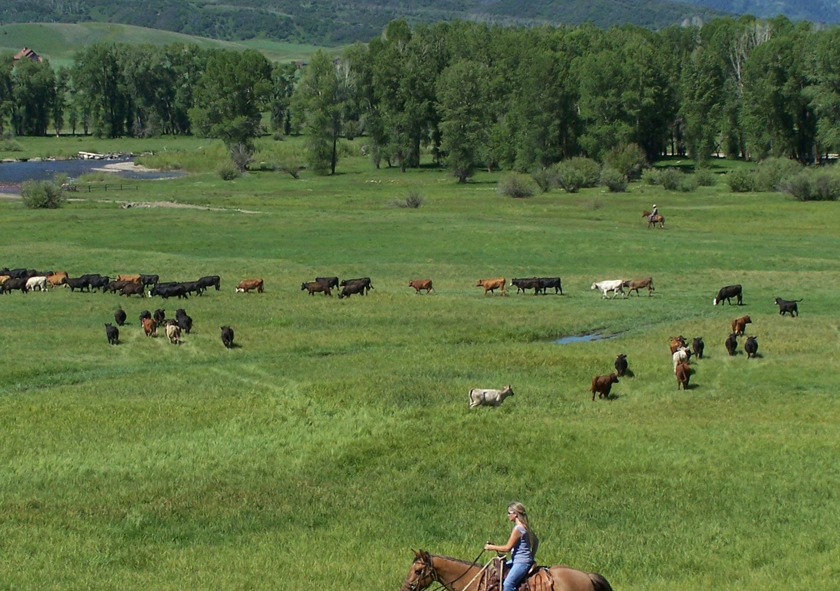Christy Belton on horseback with her cows