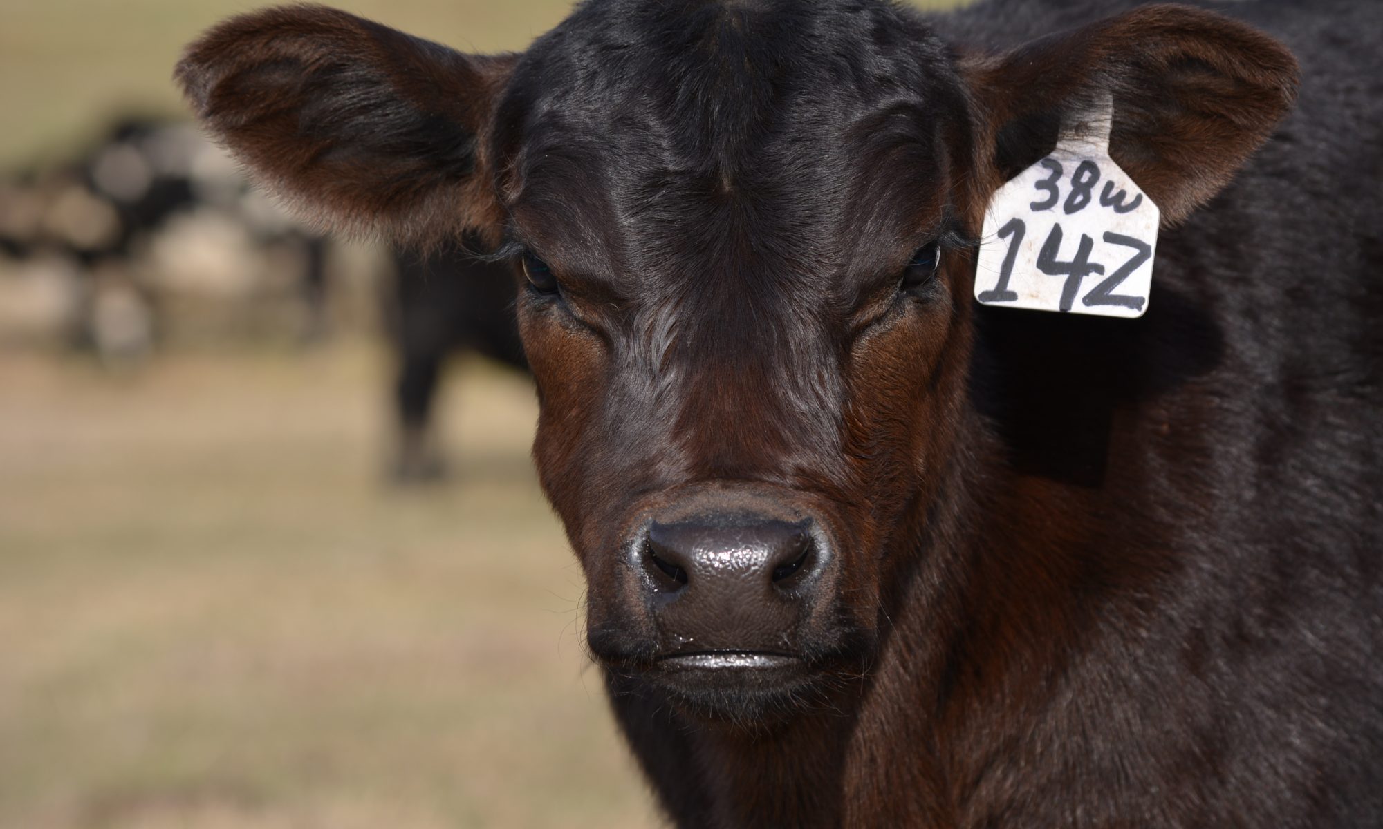 Black calf with white ear tag