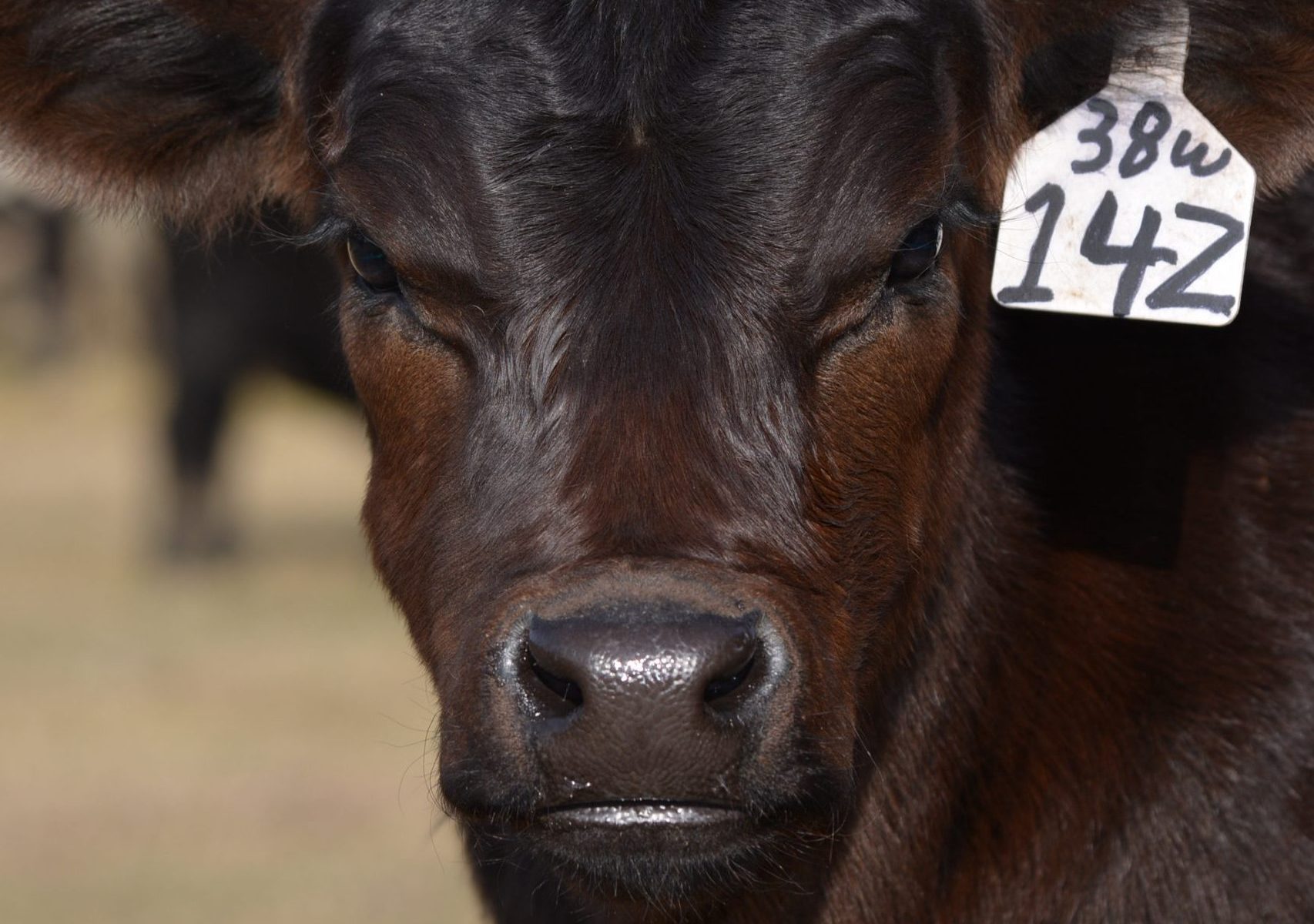 Black calf with white ear tag